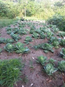 7_Garden3